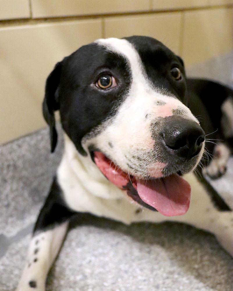 Cass (AO34405), a Adoptable mixed breed in Kansas City, KS image 4/6