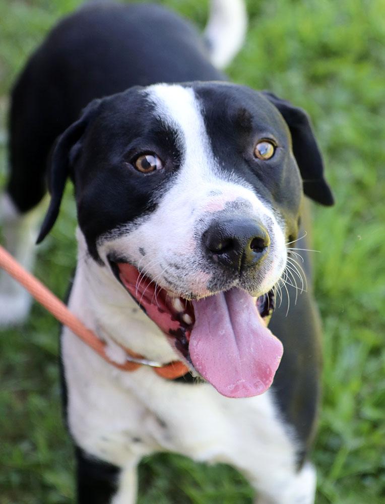 Cass (AO34405), Adoptable, Young Male Labrador Retriever & Hound.