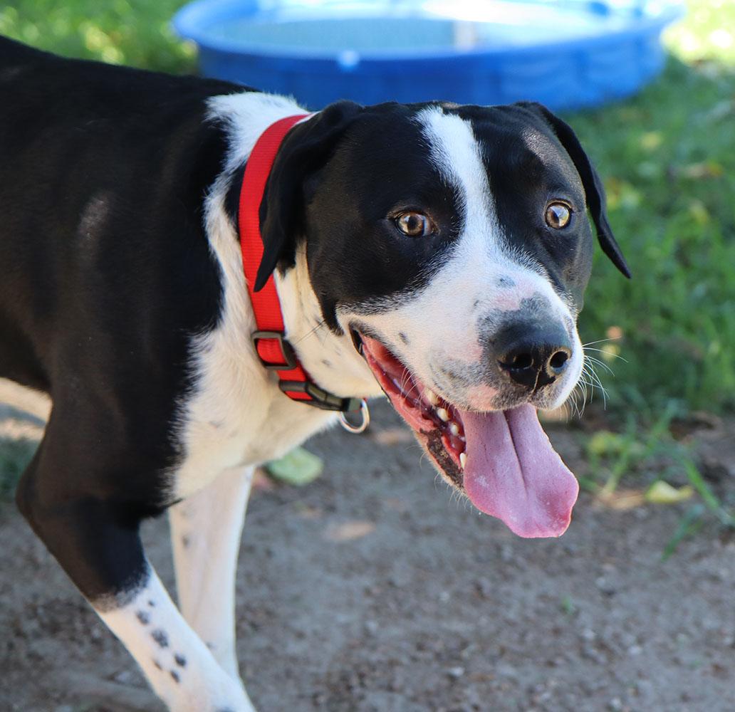 Cass (AO34405), a Adoptable mixed breed in Kansas City, KS image 6/6