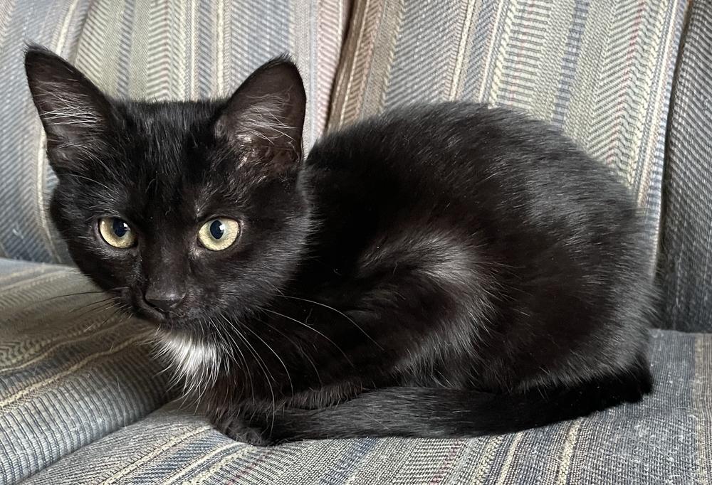 Binky Maus Angel, Adoptable, Young Female Domestic Short Hair.