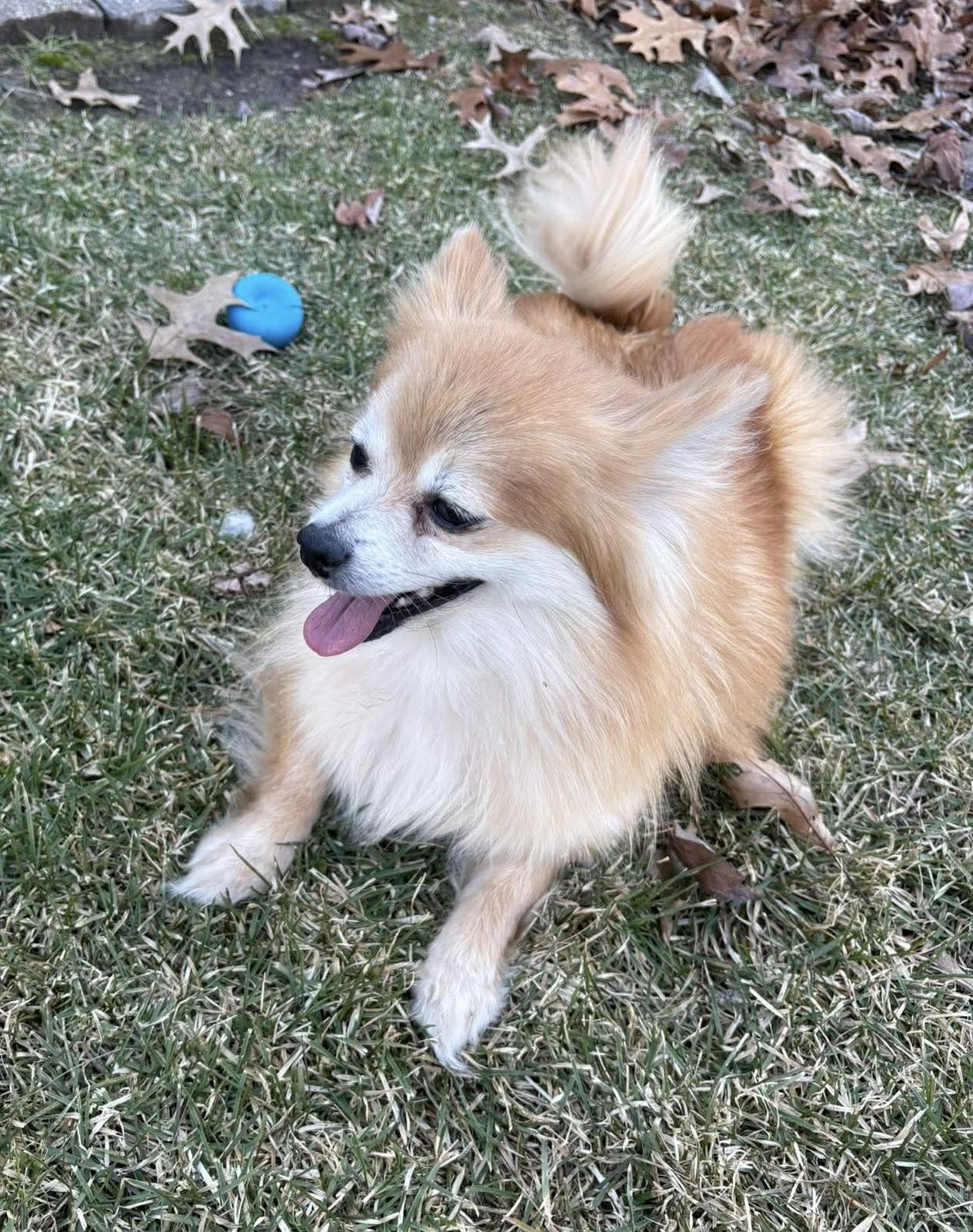 Enlarge Pookie, a Adoptable Pomeranian in Toledo, OH image 2/5