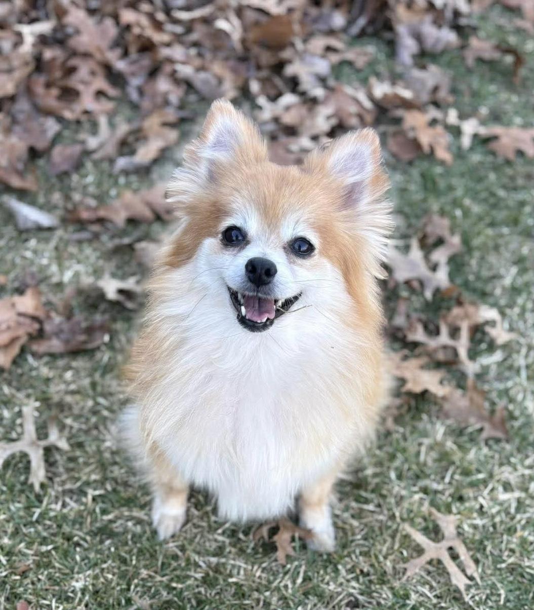 Enlarge Pookie, a Adoptable Pomeranian in Toledo, OH image 1/5