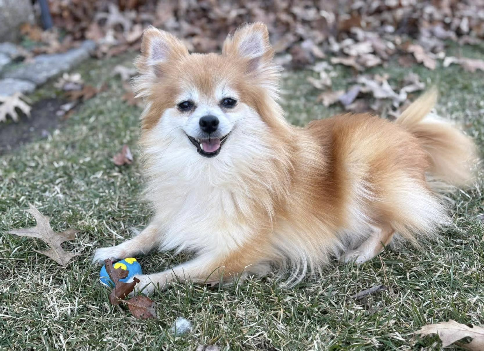 Enlarge Pookie, a Adoptable Pomeranian in Toledo, OH image 5/5