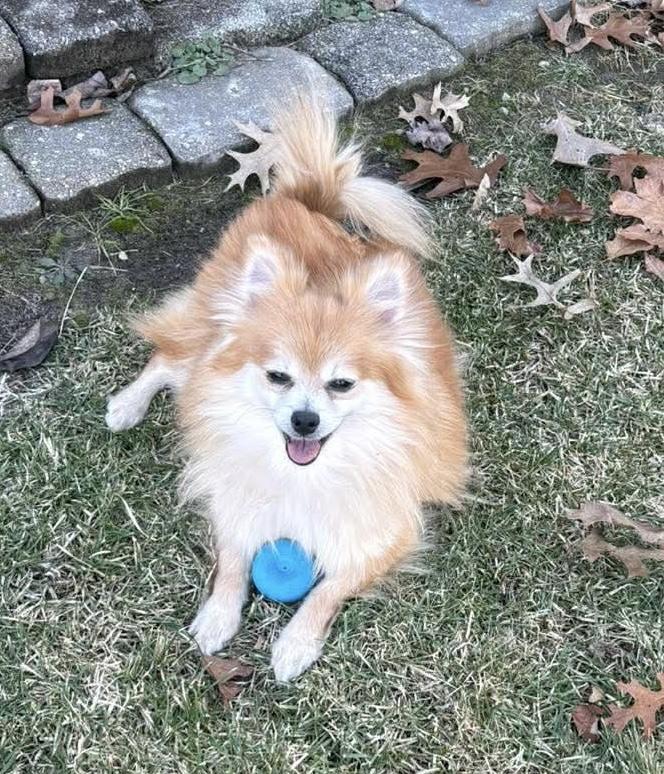 Enlarge Pookie, a Adoptable Pomeranian in Toledo, OH image 4/5