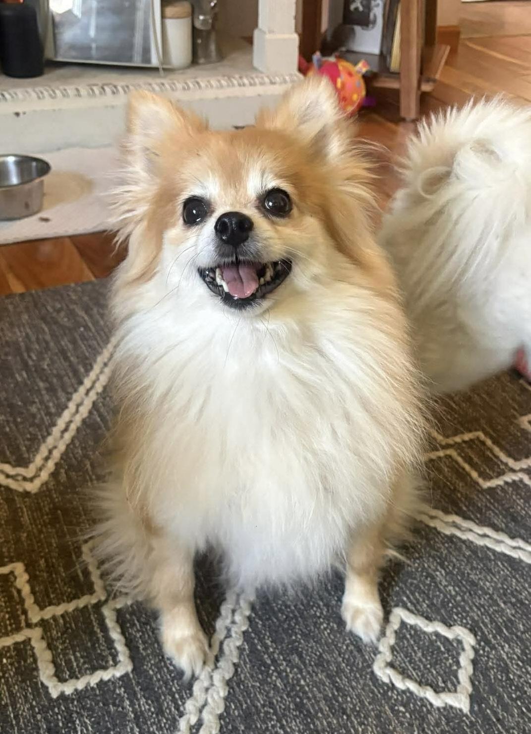 Enlarge Pookie, a Adoptable Pomeranian in Toledo, OH image 3/5