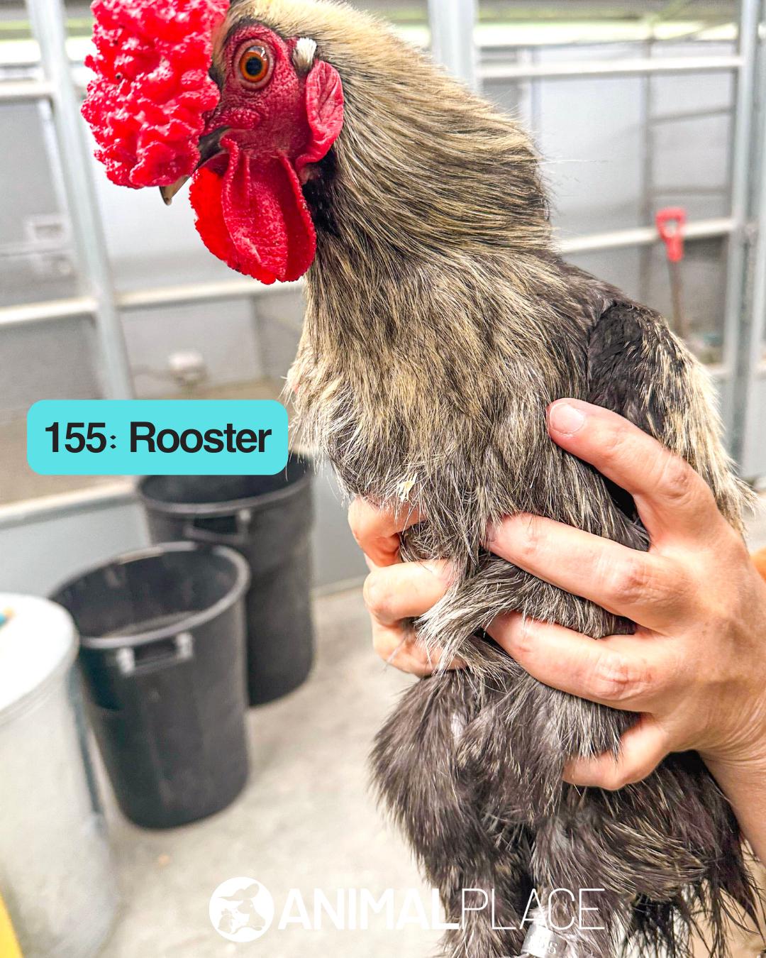 Jayjack, Adoptable, Adult Male Chicken.