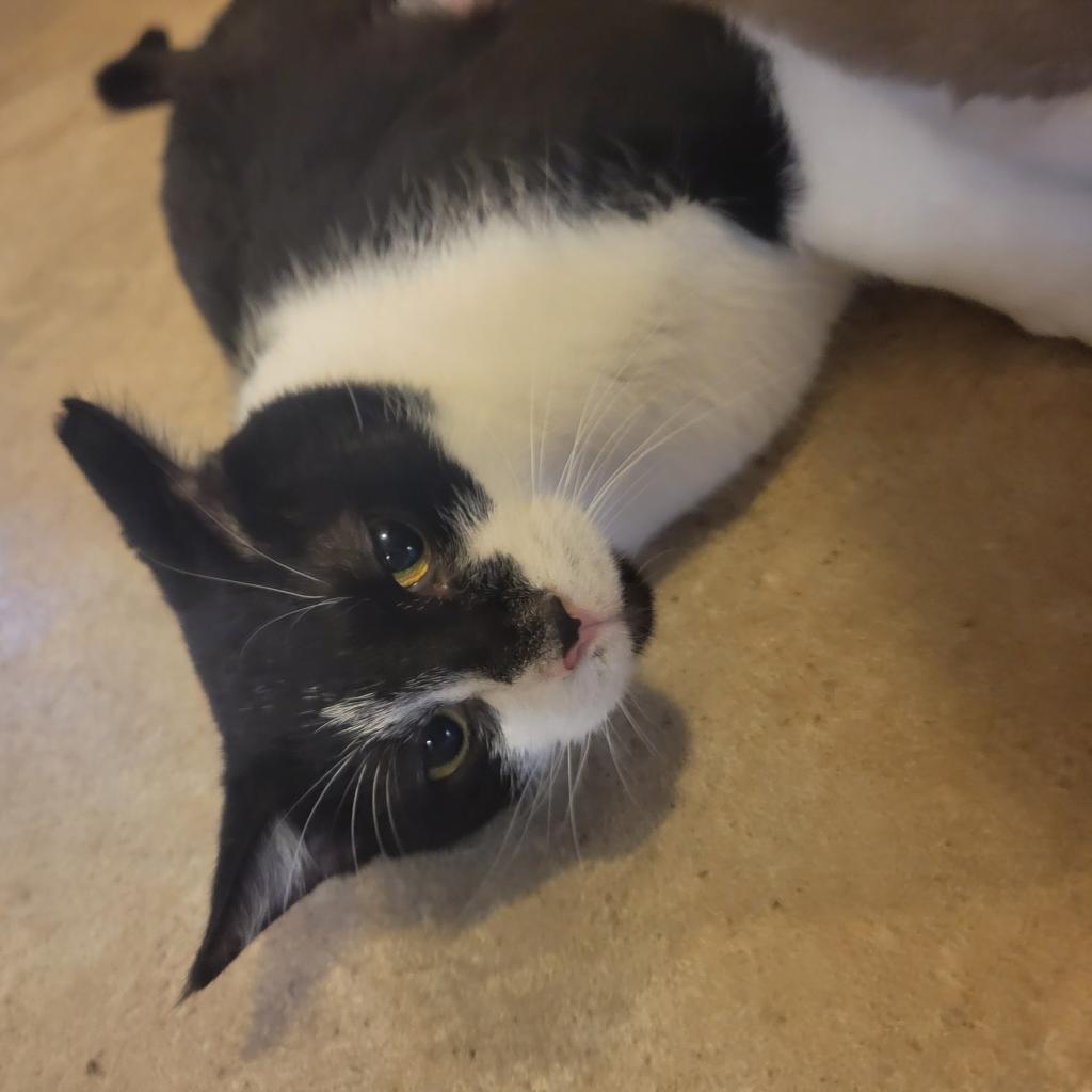 Enlarge Adam Sandler, a Adoptable Domestic Short Hair in Hanna City, IL image 1/6