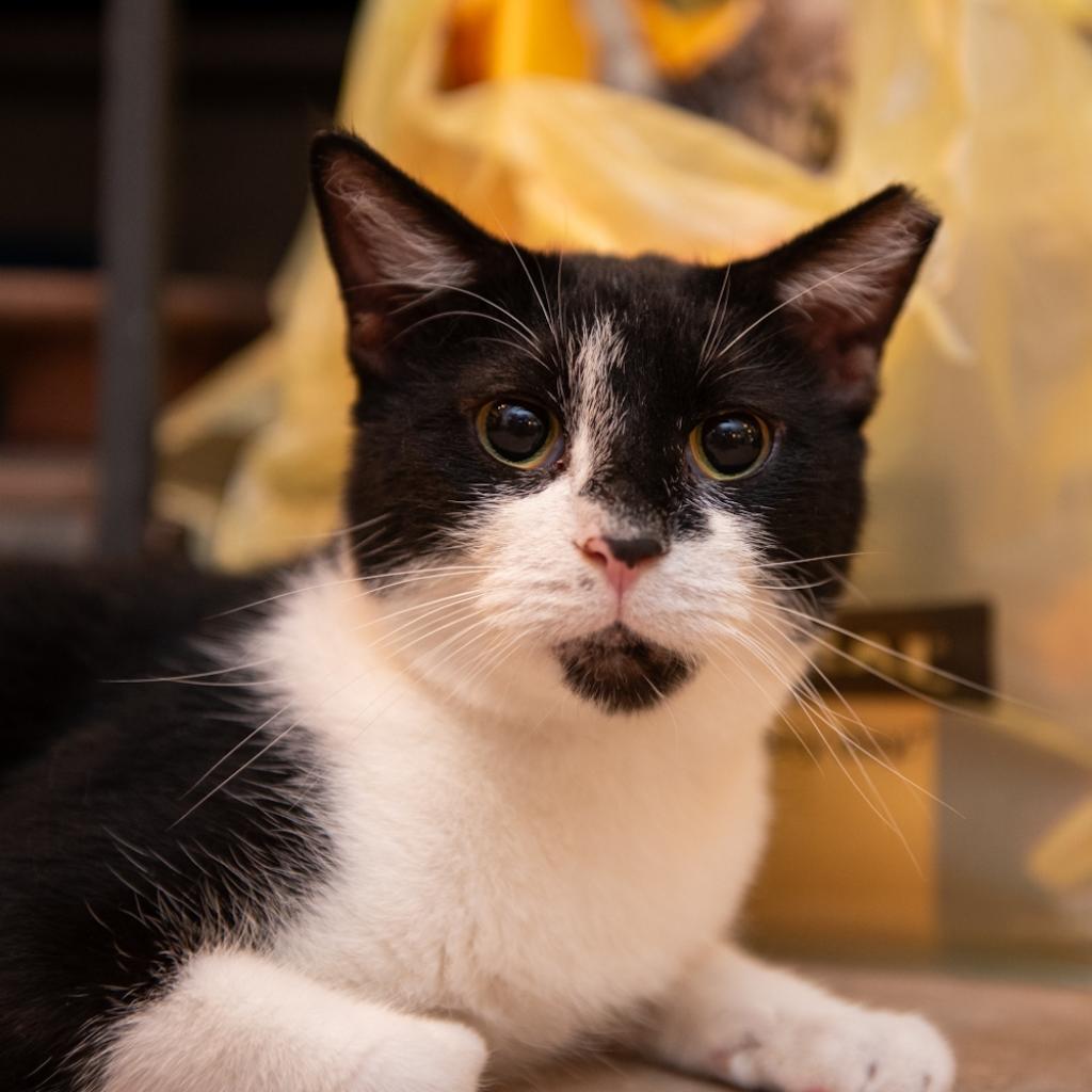 Enlarge Adam Sandler, a Adoptable Domestic Short Hair in Hanna City, IL image 3/6