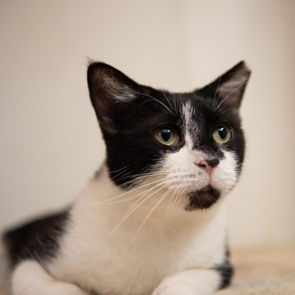 Enlarge Adam Sandler, a Adoptable Domestic Short Hair in Hanna City, IL image 4/6