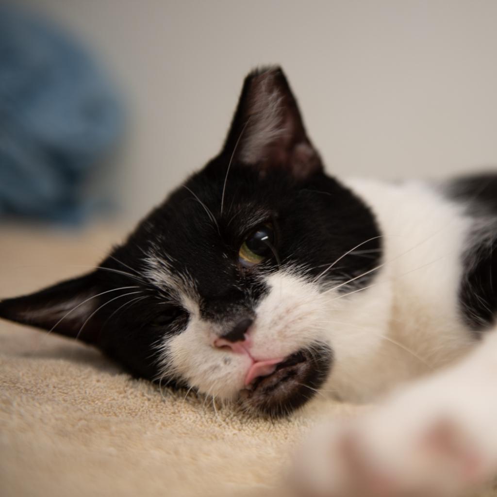 Enlarge Adam Sandler, a Adoptable Domestic Short Hair in Hanna City, IL image 5/6