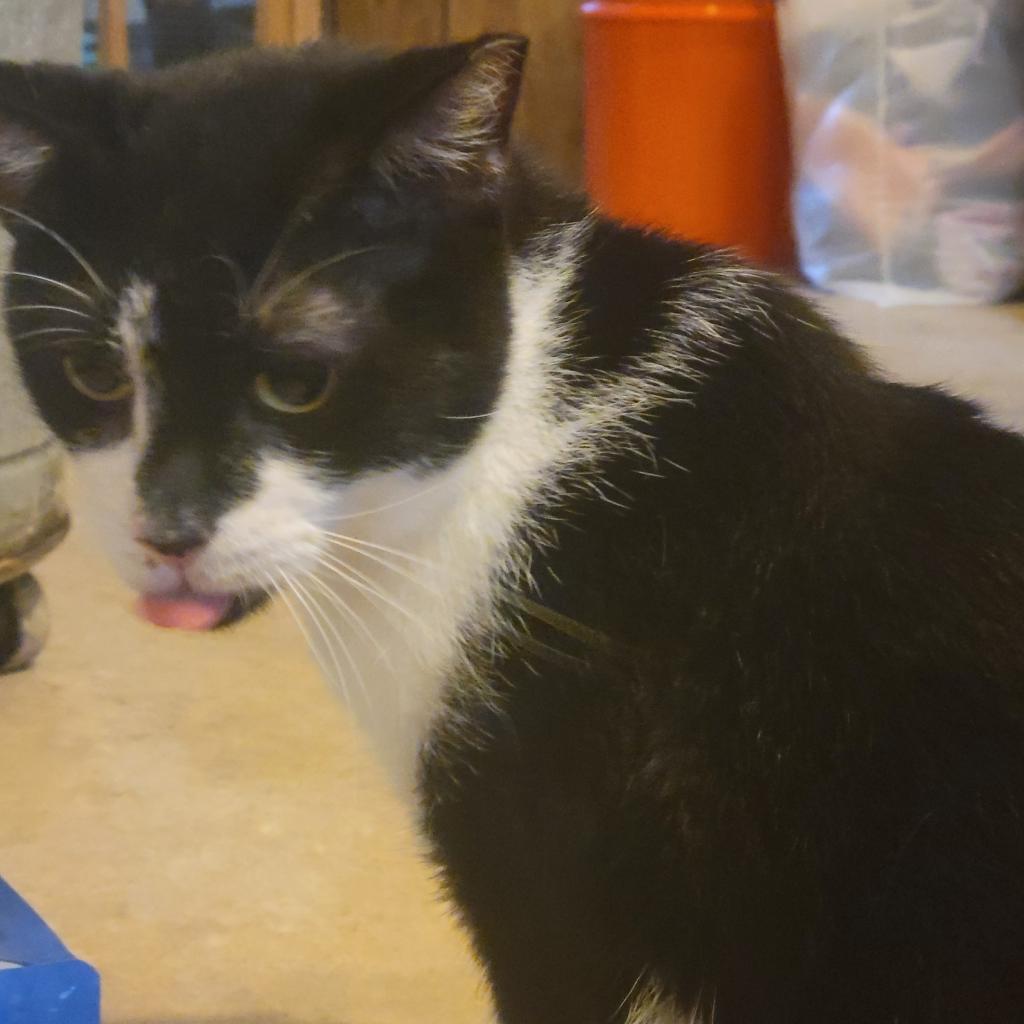 Enlarge Adam Sandler, a Adoptable Domestic Short Hair in Hanna City, IL image 6/6