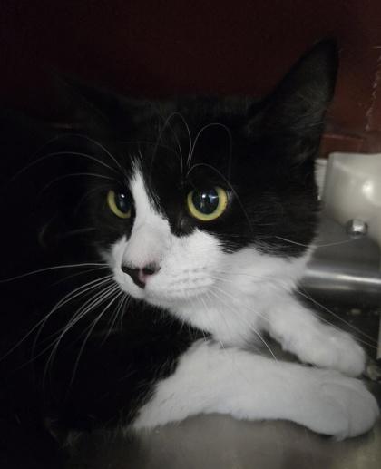 Enlarge Dani, a Adoptable mixed breed in East Brookfield, MA image 1/1