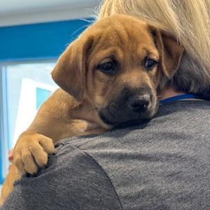Pinky (Hot Pink), Adoptable, Puppy Female Shepherd.