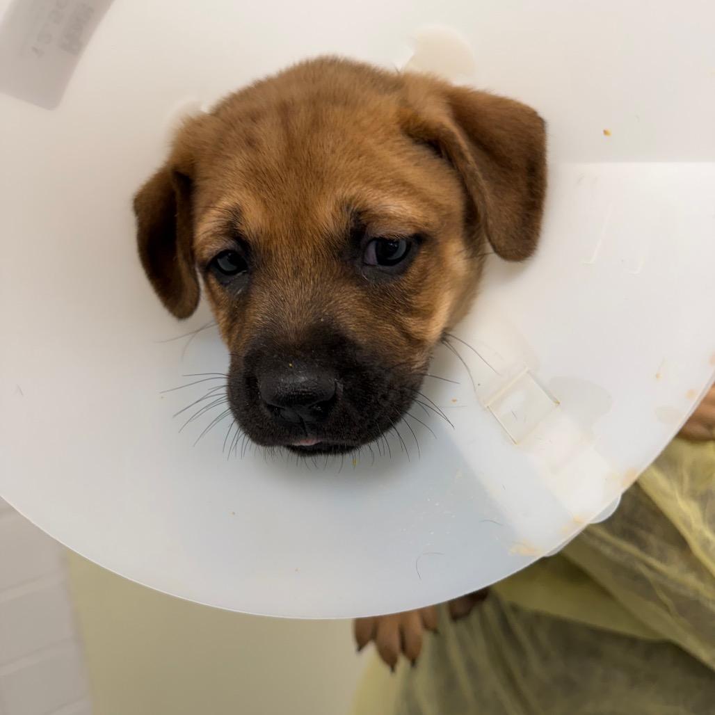 Enlarge Pinky (Hot Pink), a Adoptable mixed breed in Chesapeake, VA image 2/3