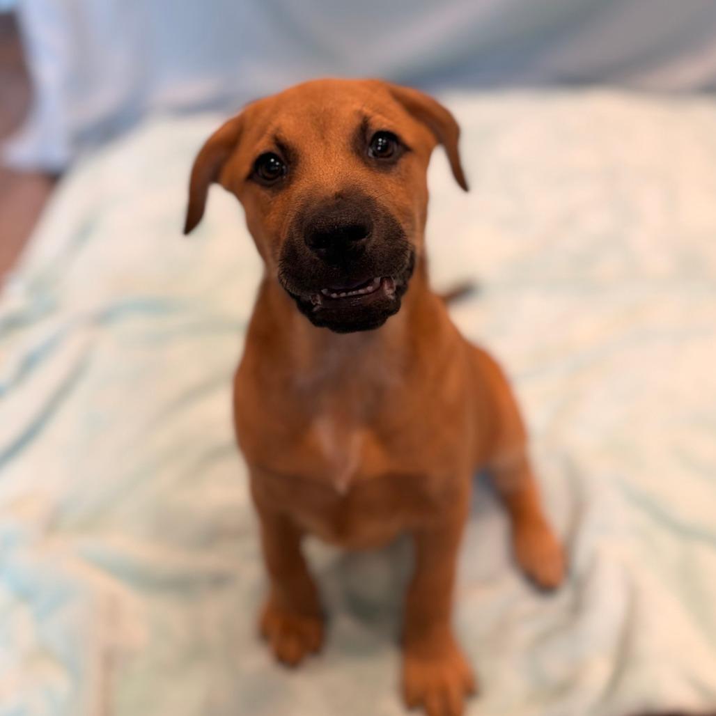 Enlarge Pinky (Hot Pink), a Adoptable mixed breed in Chesapeake, VA image 2/3