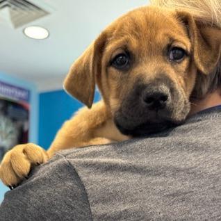 Enlarge Pinky (Hot Pink), a Adoptable mixed breed in Chesapeake, VA image 3/3