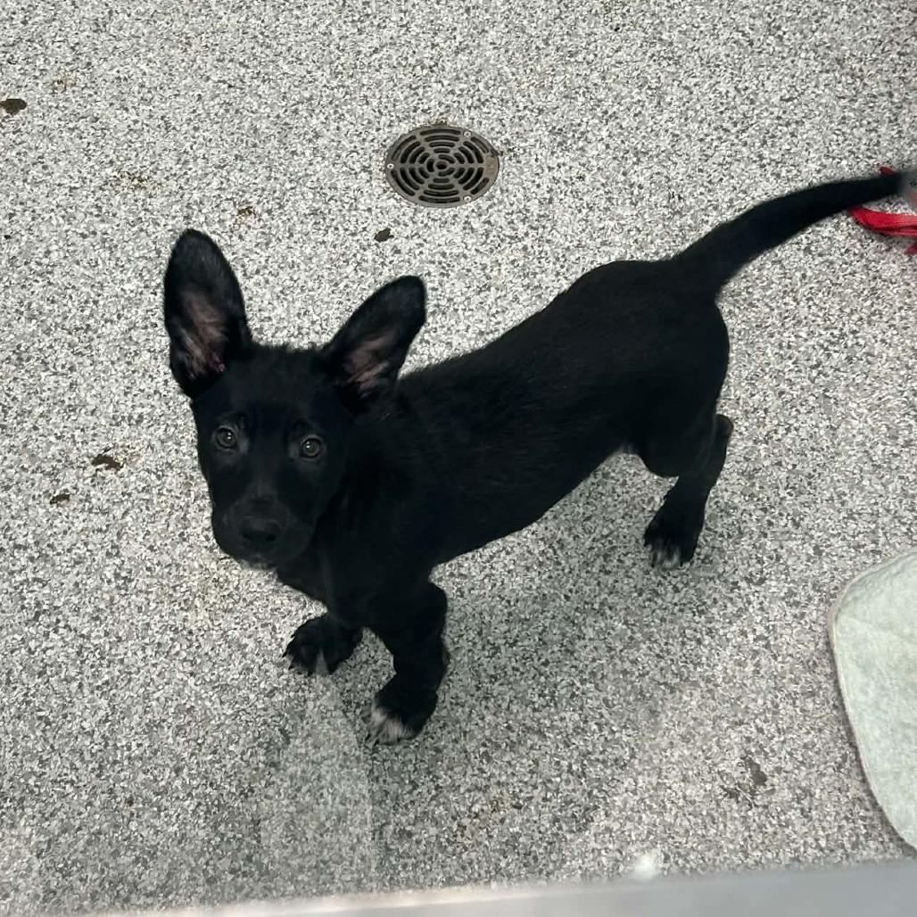 Coast, Adoptable, Puppy Male Mixed Breed.