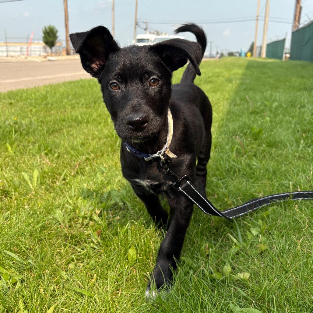 Coast, a Adoptable Mixed Breed in Saskatoon, SK image 2/3