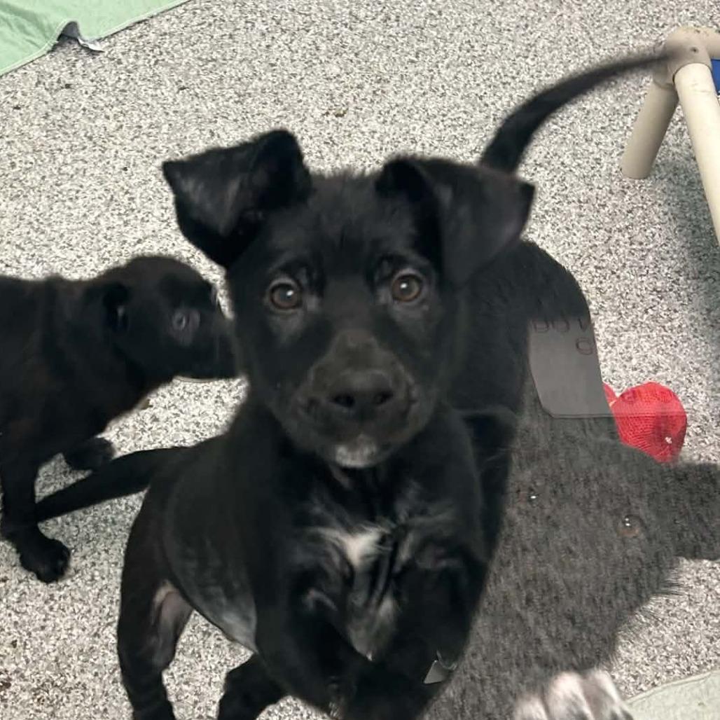 Coast, a Adoptable Mixed Breed in Saskatoon, SK image 3/3