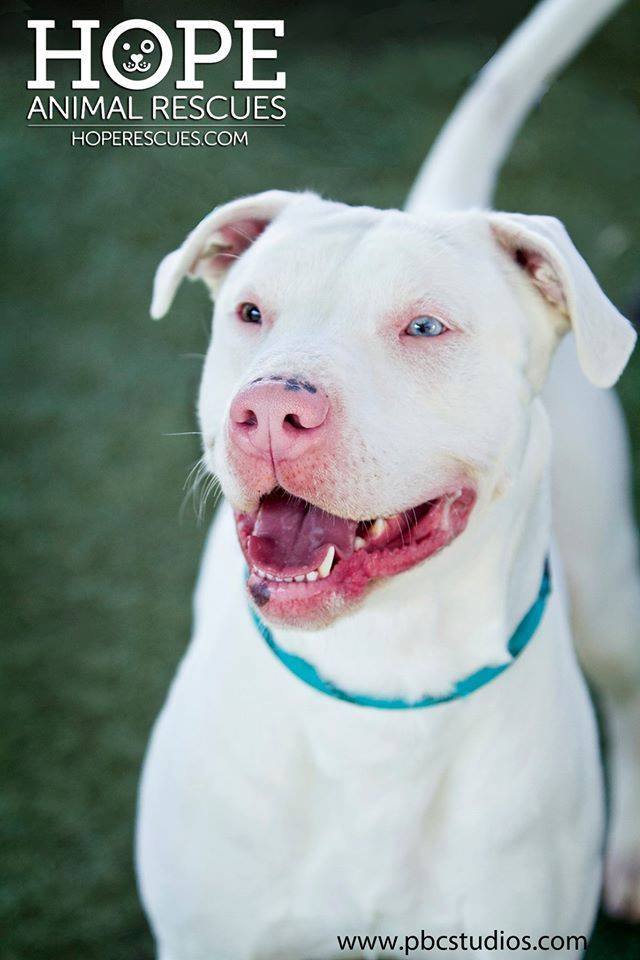 Enlarge Sanford, a Adoptable mixed breed in Godfrey, IL image 1/2