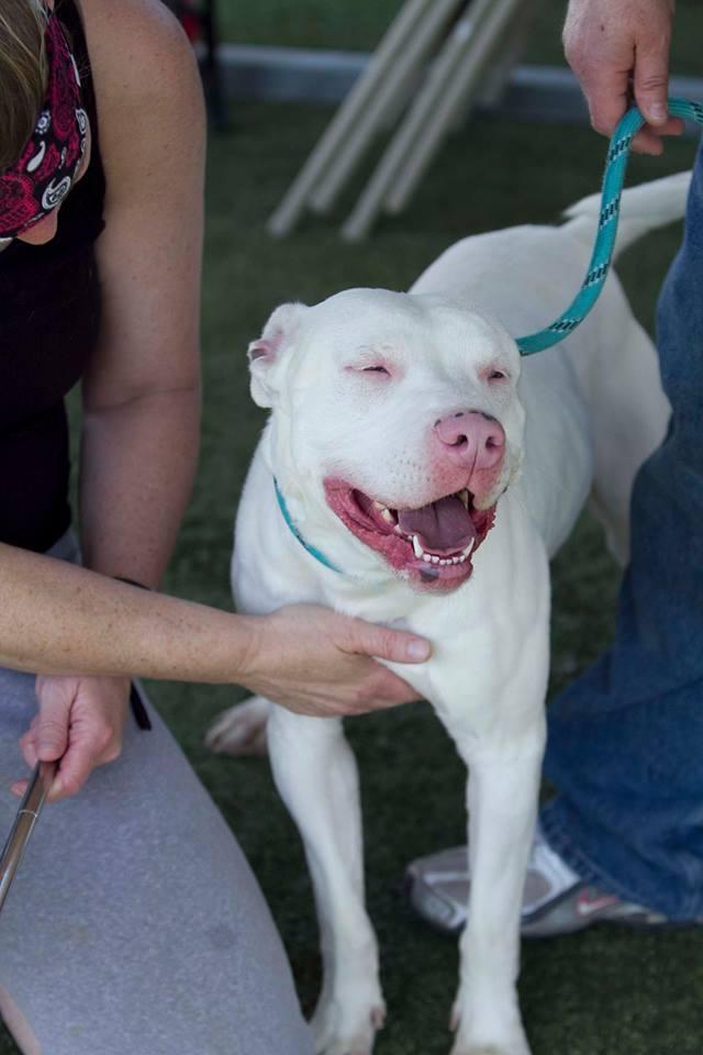 Enlarge Sanford, a Adoptable mixed breed in Godfrey, IL image 2/2