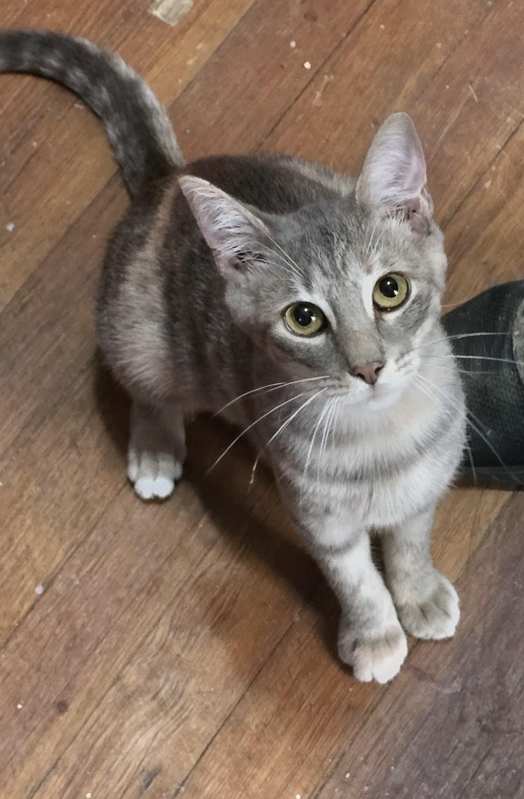 Flash, ADOPTABLE, Young Female Domestic Short Hair.