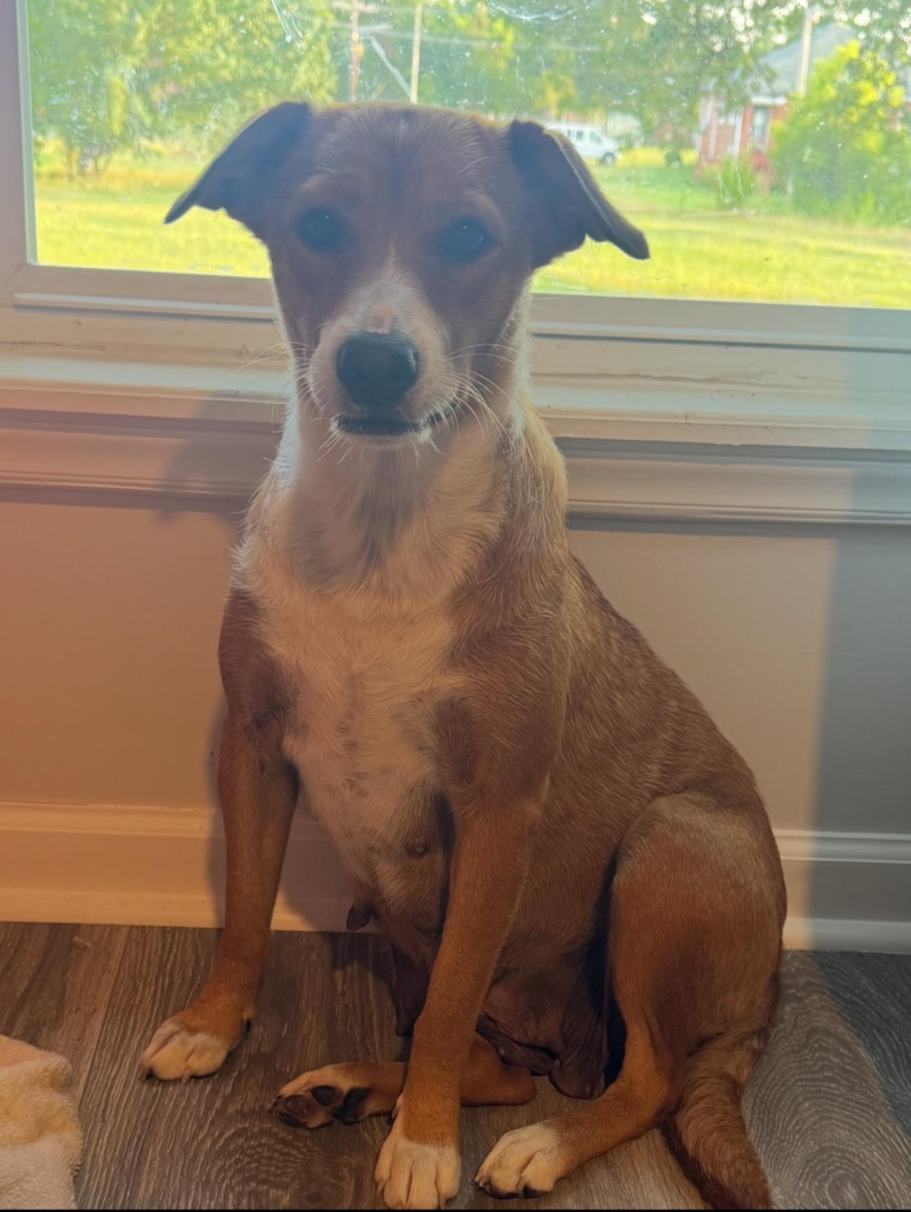 Maggie, a Adoptable mixed breed in Kings Mountain, NC image 1/2