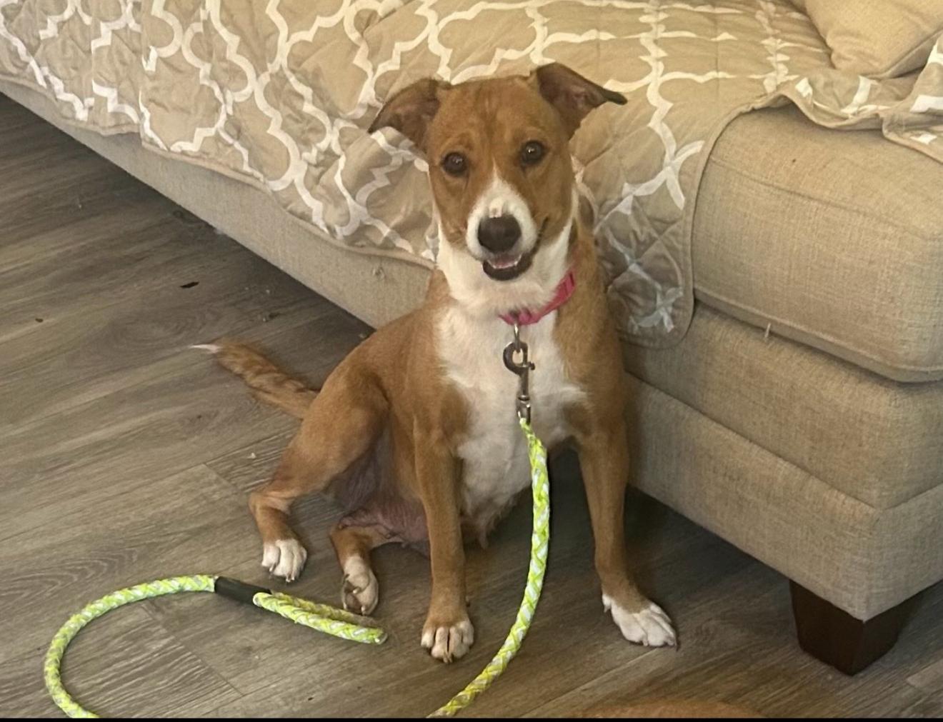 Maggie, a Adoptable mixed breed in Kings Mountain, NC image 2/2