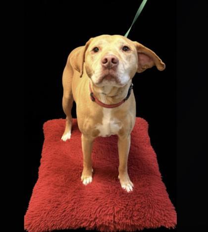 Old Yellar, Adoptable, Adult Male Labrador Retriever & Mixed Breed.