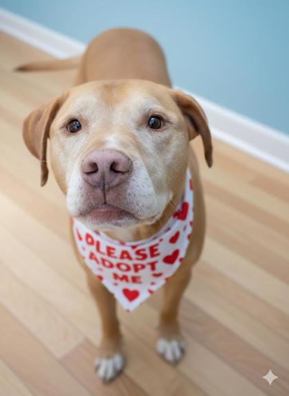 Old Yellar, Adoptable, Adult Male Labrador Retriever & Mixed Breed.