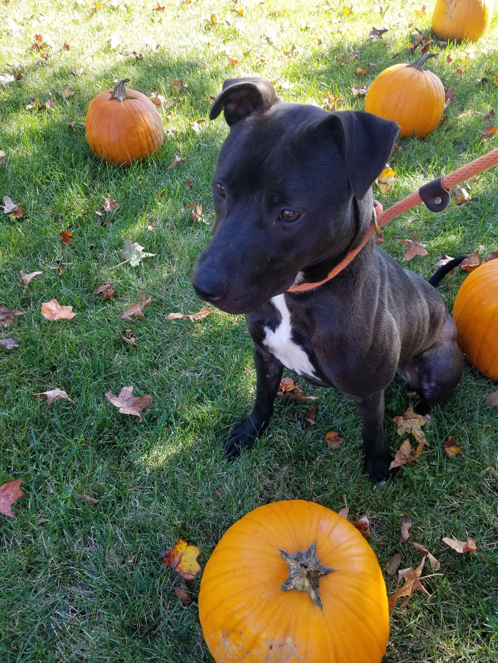 Benson, a Adoptable mixed breed in Thomasville, NC image 1/6
