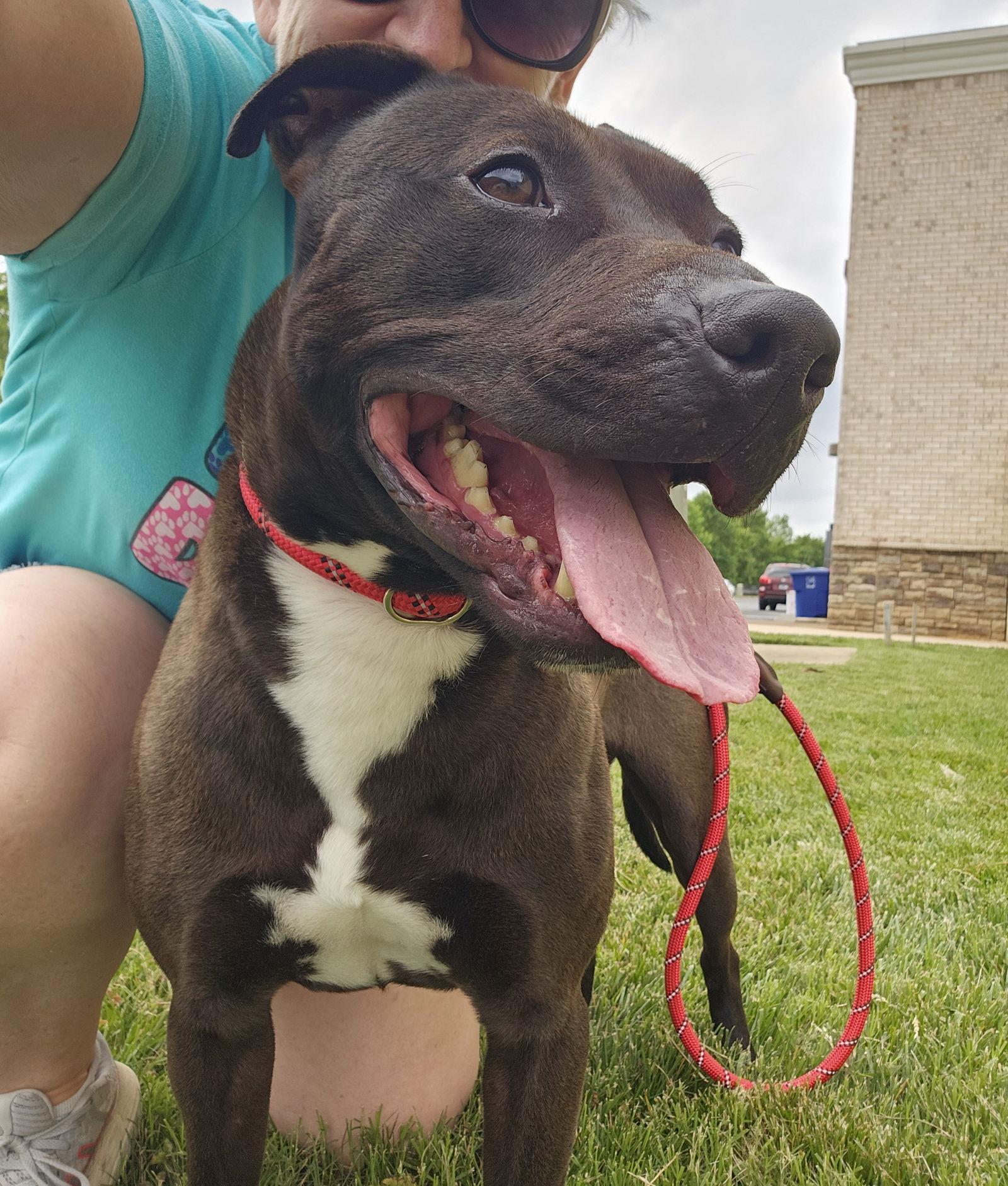 Benson, a Adoptable mixed breed in Thomasville, NC image 2/6