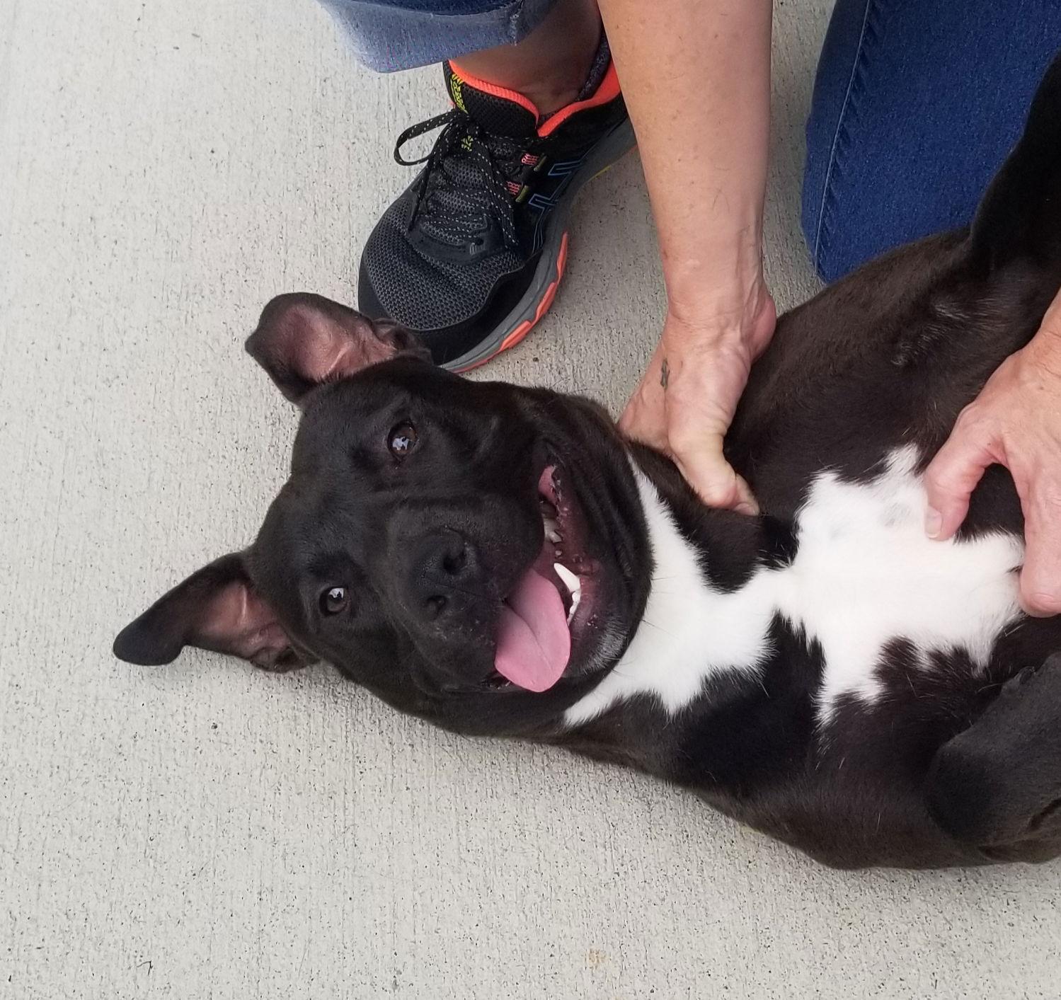 Benson, a Adoptable mixed breed in Thomasville, NC image 3/6