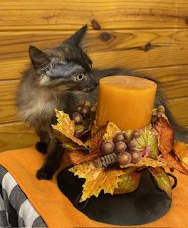 Shallot - petite little girl with a BIG personality. Purr machine plus!