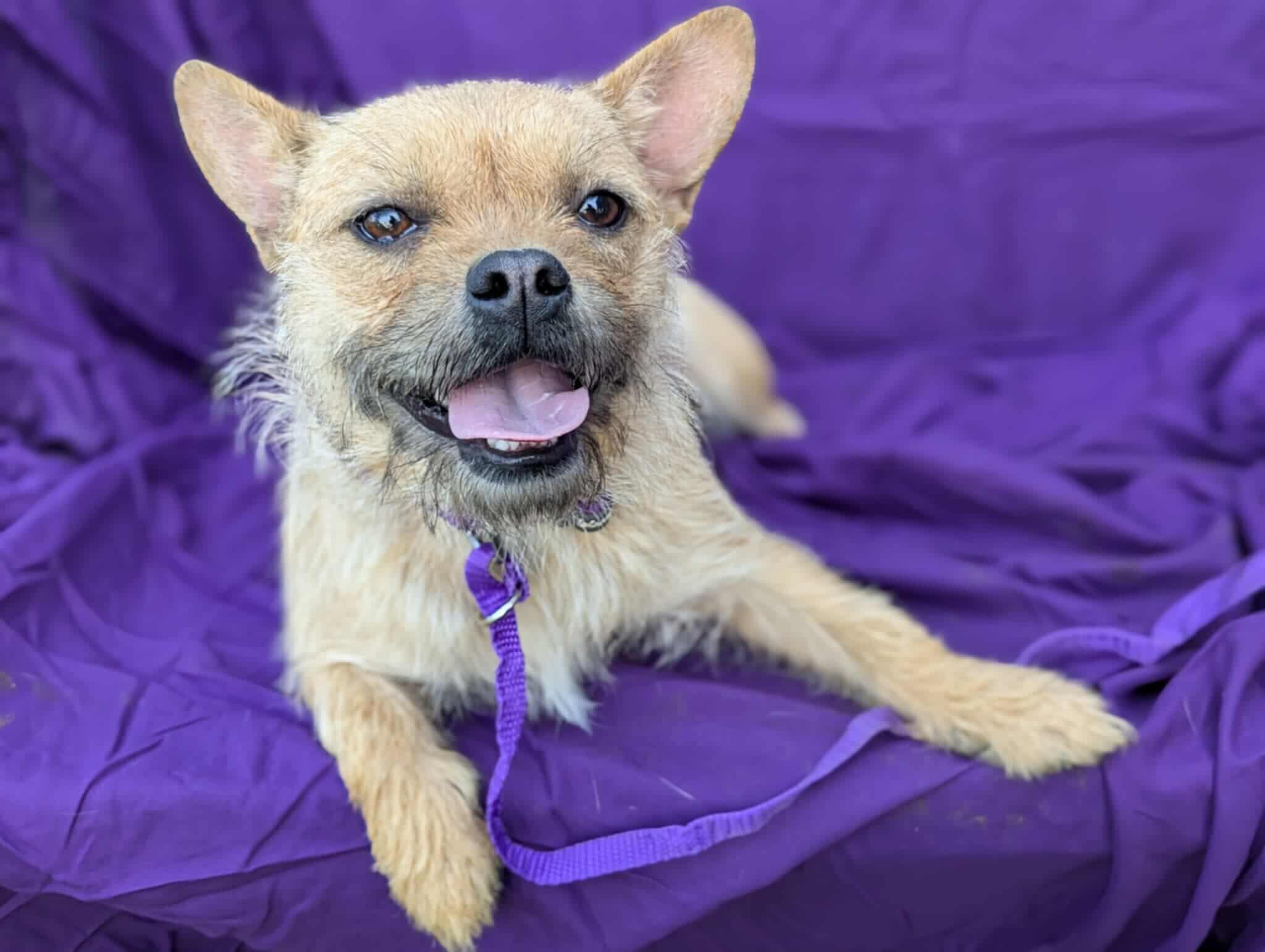 Bahama Mama, ADOPTABLE, Adult Female French Bulldog & Chihuahua.