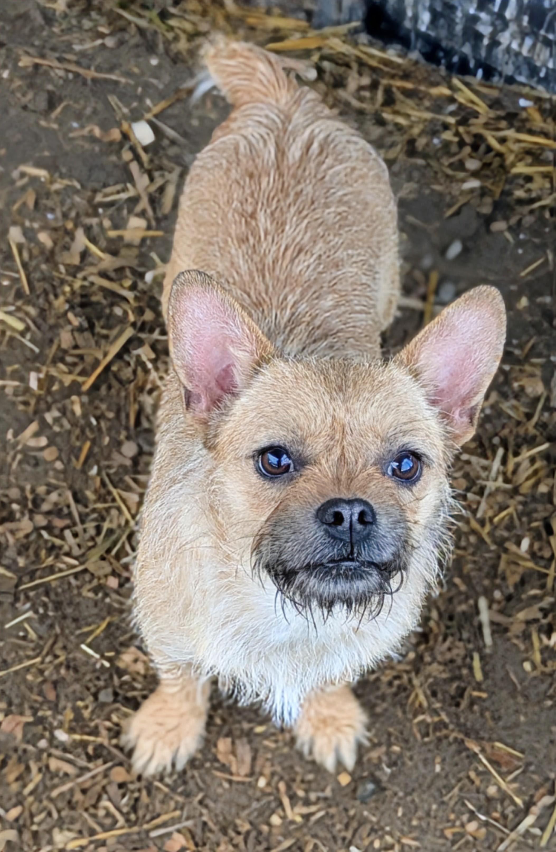 Enlarge Bahama Mama, a ADOPTABLE mixed breed in San Jose, CA image 2/2
