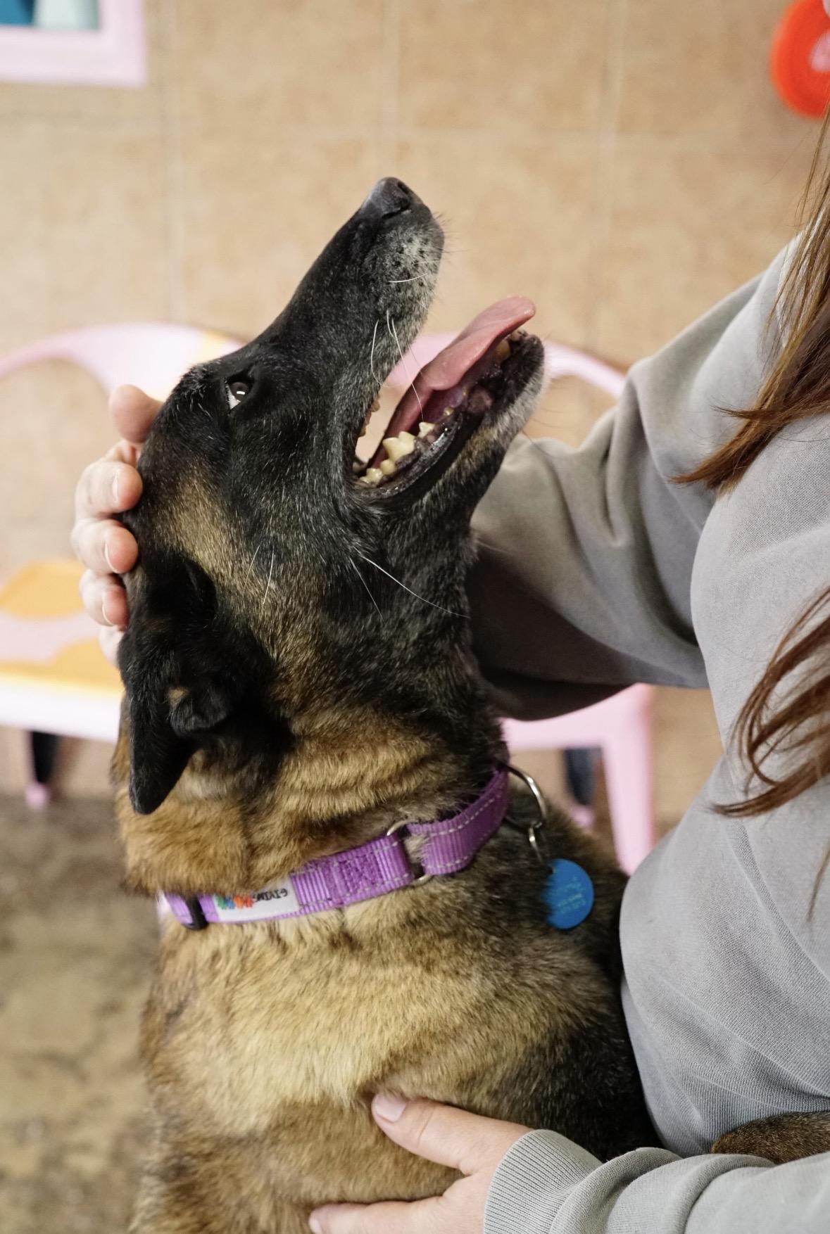 Bennie, a Adoptable Belgian Shepherd / Malinois in Pasadena, CA image 6/6