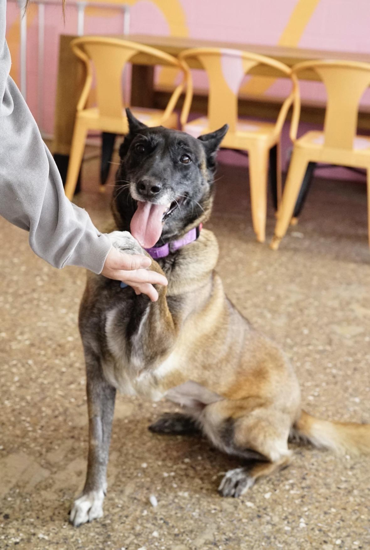Bennie, a Adoptable Belgian Shepherd / Malinois in Pasadena, CA image 3/6
