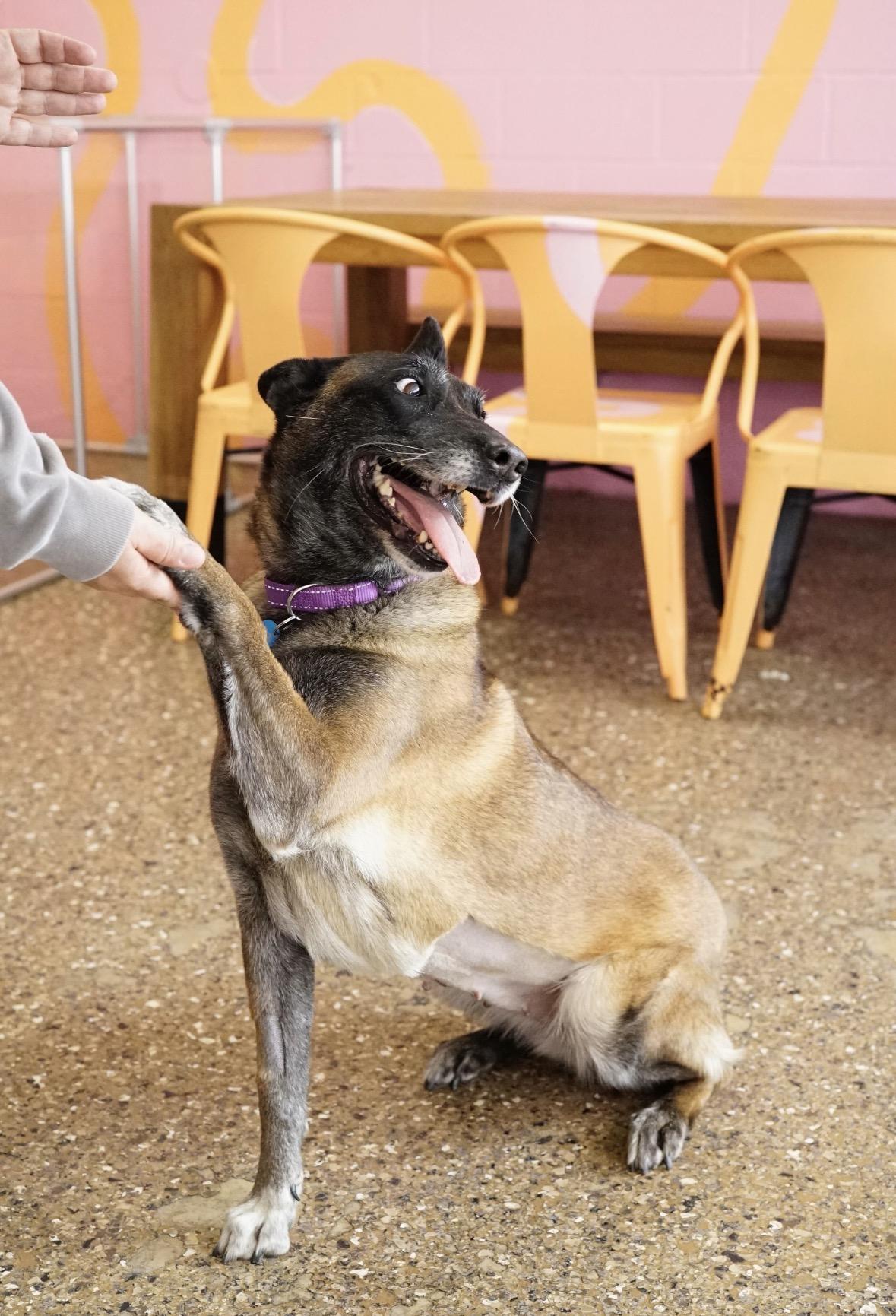 Bennie, a Adoptable Belgian Shepherd / Malinois in Pasadena, CA image 2/6