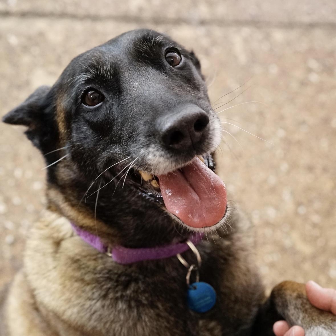 Bennie, Adoptable, Adult Female Belgian Shepherd / Malinois.