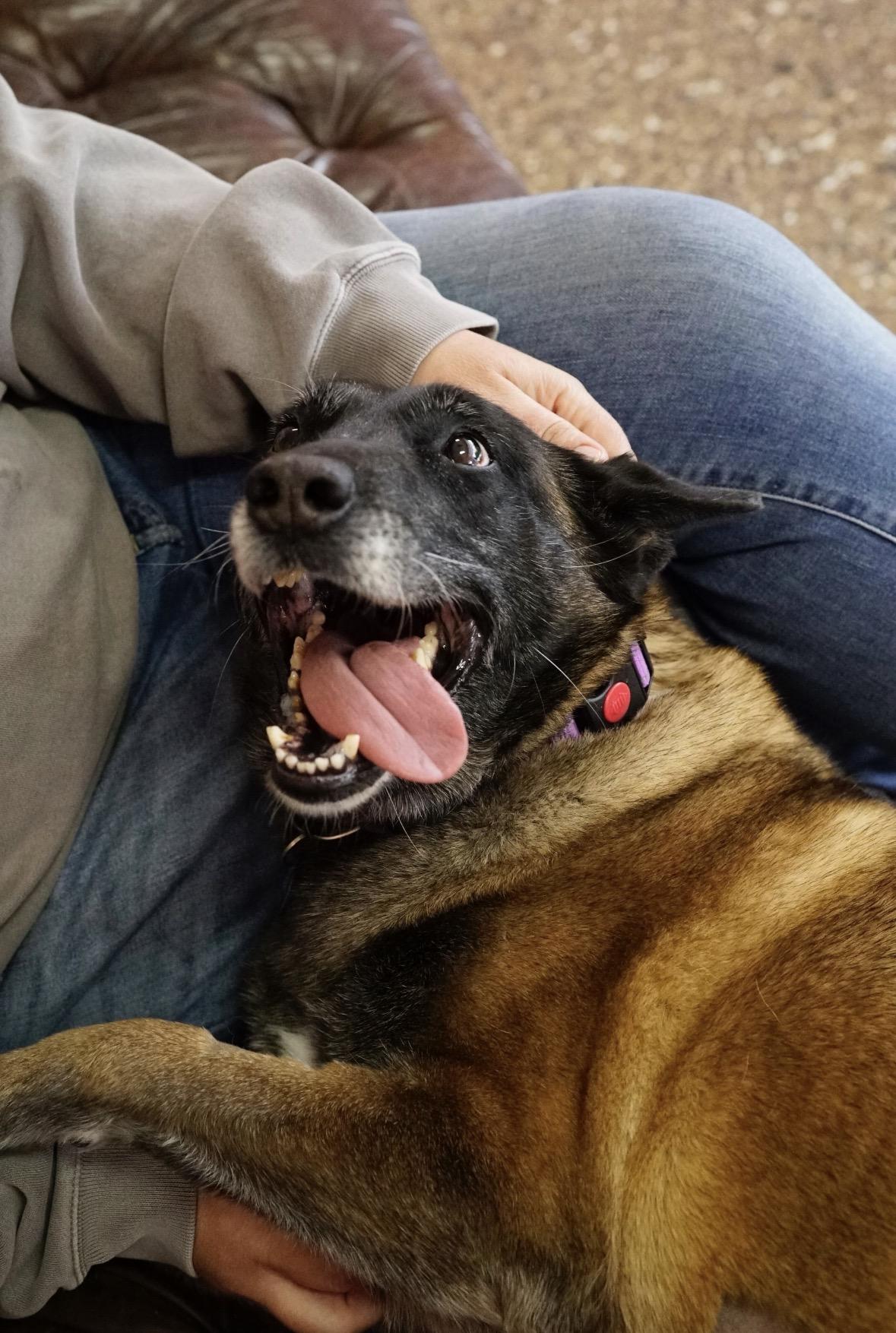 Bennie, a Adoptable Belgian Shepherd / Malinois in Pasadena, CA image 4/6