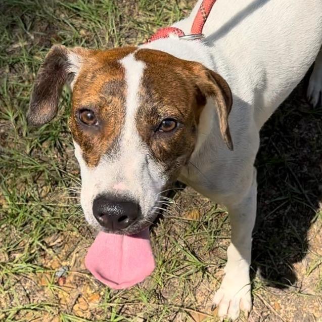 Enlarge Aubrey, a Adoptable Catahoula Leopard Dog in Jena, LA image 1/2