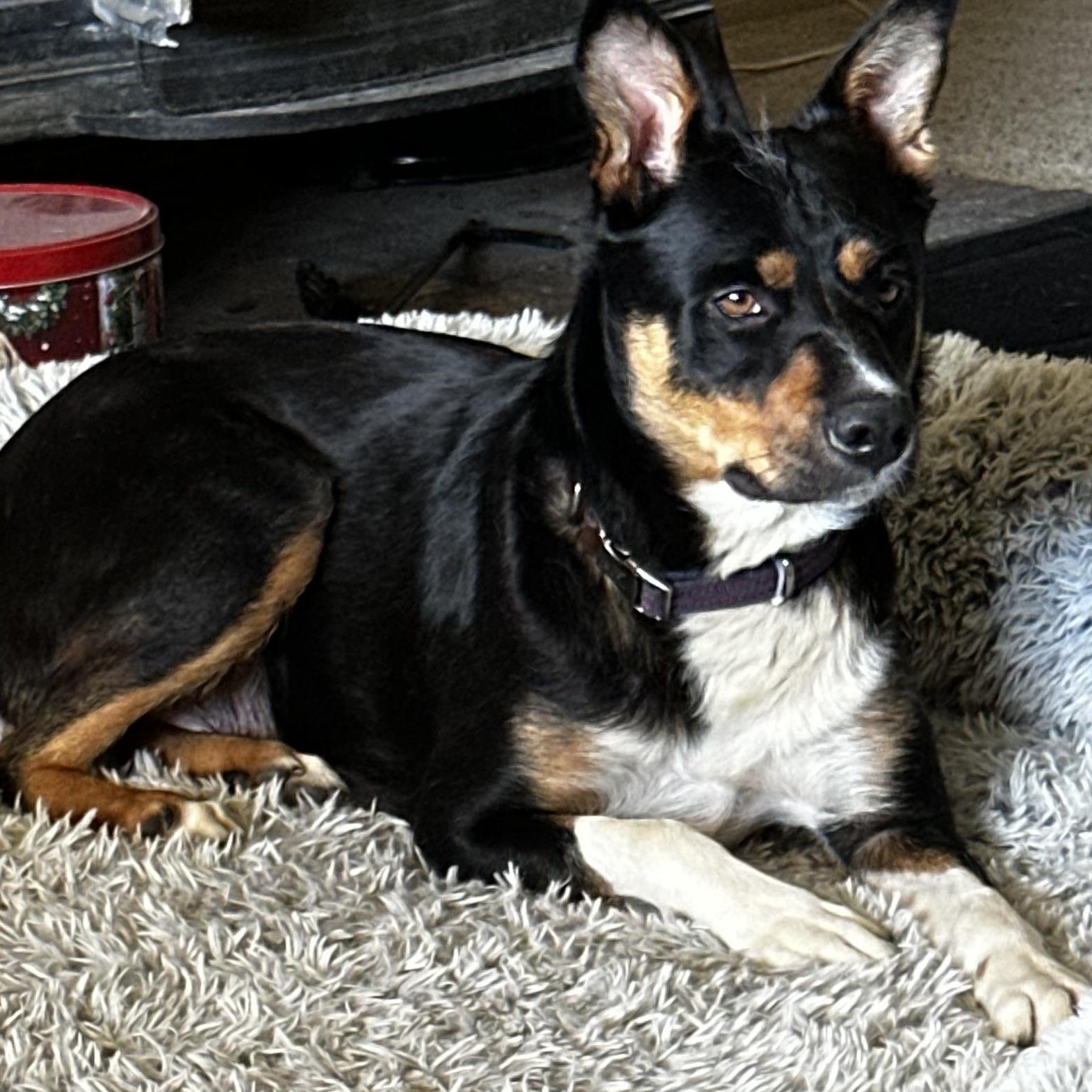 TRiNiTY, a Adoptable mixed breed in Carlsbad, CA image 2/6