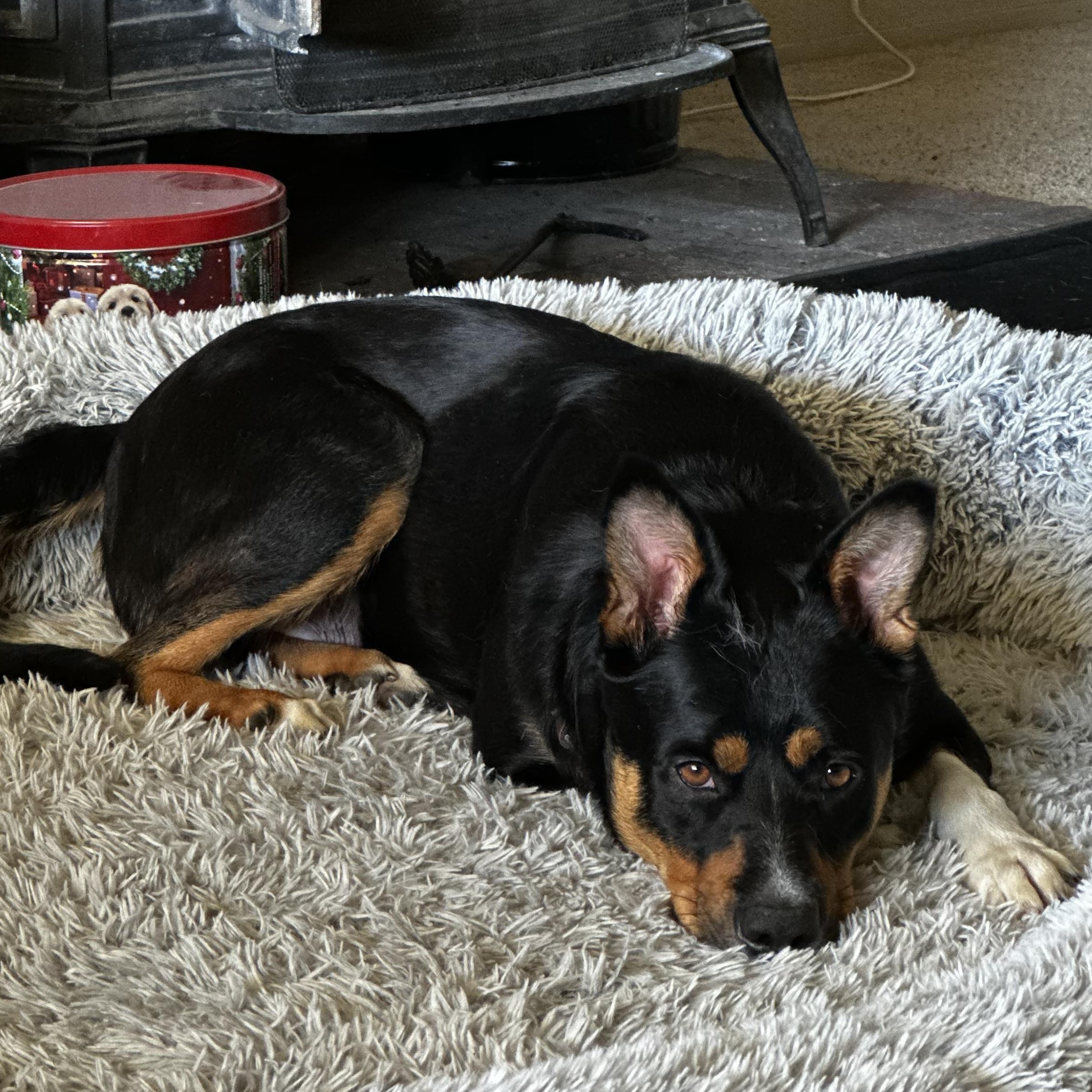 TRiNiTY, a Adoptable mixed breed in Carlsbad, CA image 4/6