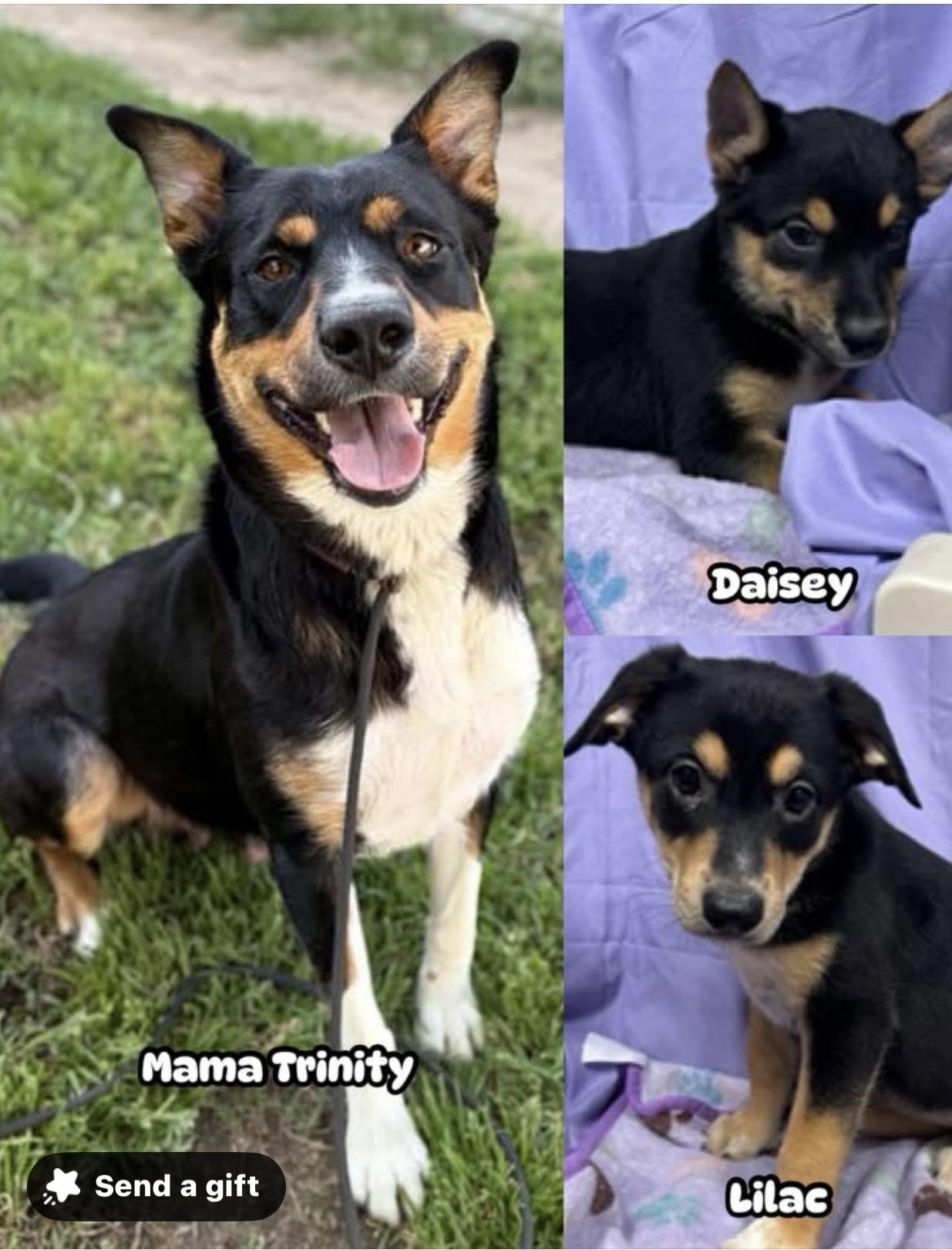 TRiNiTY, Adoptable, Young Female Australian Cattle Dog / Blue Heeler & Shepherd.
