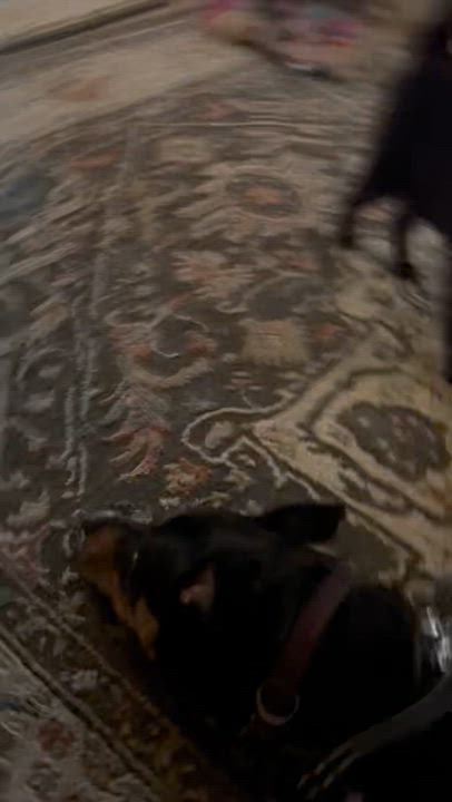Enlarge TRiNiTY, a Adoptable mixed breed in Carlsbad, CA video 5/6