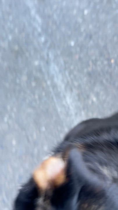 Enlarge TRiNiTY, a Adoptable mixed breed in Carlsbad, CA video 3/6