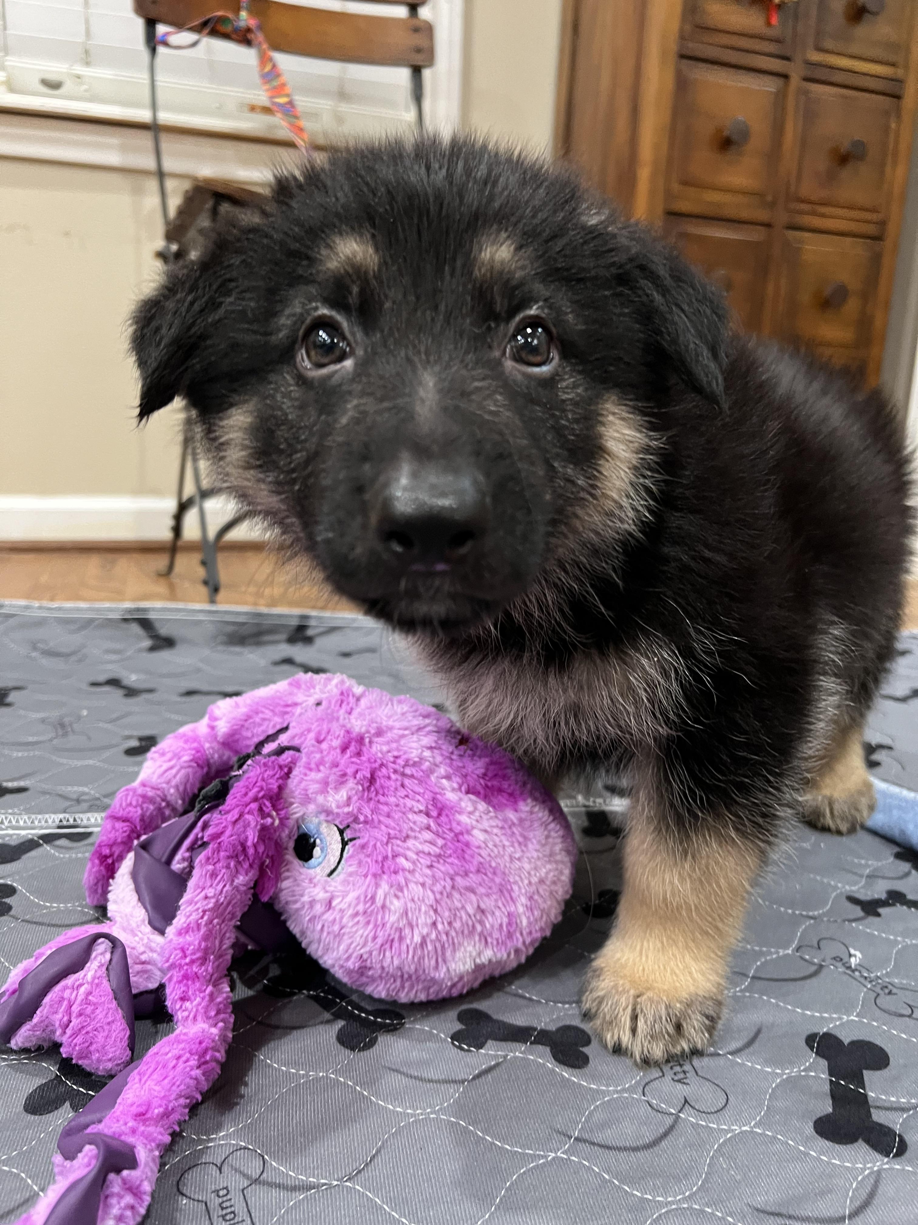 Enlarge Axel, a ADOPTABLE German Shepherd Dog in Bellaire, TX image 3/5