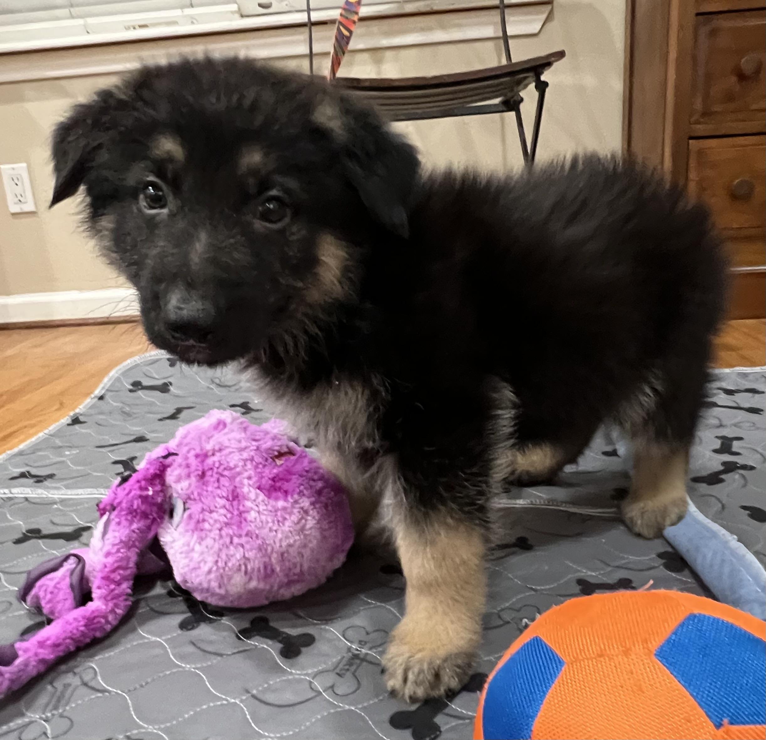 Enlarge Axel, a ADOPTABLE German Shepherd Dog in Bellaire, TX image 4/5