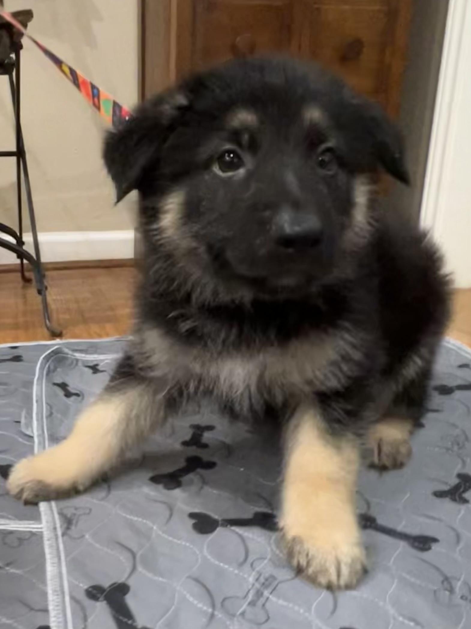 Enlarge Axel, a ADOPTABLE German Shepherd Dog in Bellaire, TX image 2/5